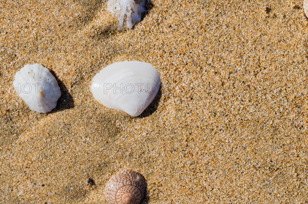 Collection of seashells laying in the sand on a beach