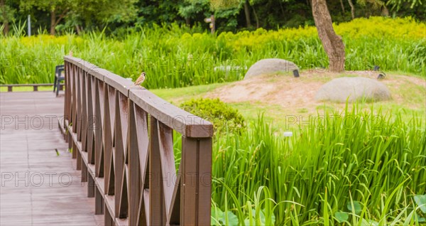 European sparrow perched on railing of wooden footbridge in a public park on sunny day