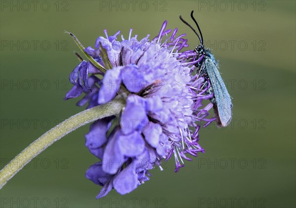 Green hawkmoth (Adscita sp.), moth of the Zygaenidae family, Valais, Switzerland, Europe