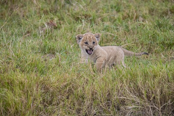 Lion (Panthera leo) Masai Mara Kenya