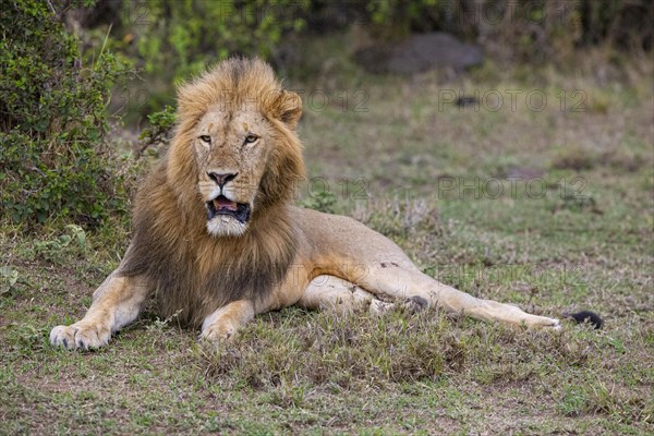 Lion (Panthera leo) Masai Mara Kenya