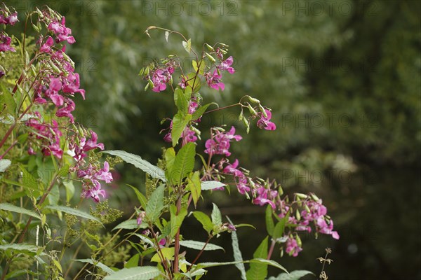 Lamprocapnos (Lamprocapnos spectabilis) or Herzerlstock, flowers, Germany, Europe