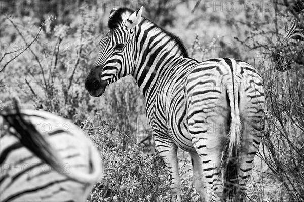 Plains zebra (Equus quagga), wild, free living, safari, ungulate, animal, black and white, monochrome, bw, in Etosha National Park, Namibia, Africa
