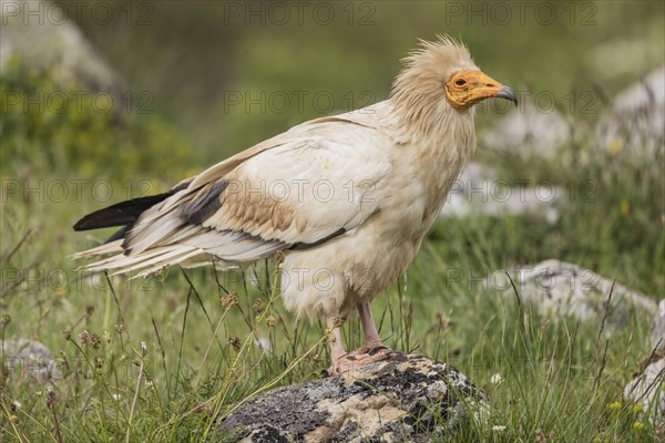 Egyptian Vulture (Neophron percnopterus), Castile-Leon Province, Picos de Europa, Spain, Europe
