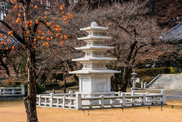 Five story pagoda in concrete enclosure in front of barren tree with persimmons hanging from leafless persimmon tree in foreground