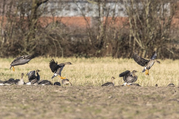 Bean Geese (Anser fabalis), Emsland, Lower Saxony, Germany, Europe