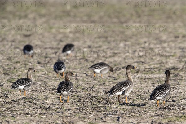 Bean Geese (Anser fabalis), Emsland, Lower Saxony, Germany, Europe