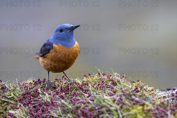 Common rock thrush (Monticola saxatilis), male, Castile-Leon province, Picos de Europa, Spain, Europe