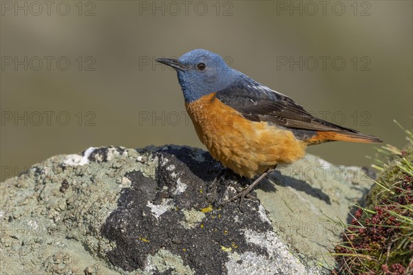 Common rock thrush (Monticola saxatilis), male, Castile-Leon province, Picos de Europa, Spain, Europe