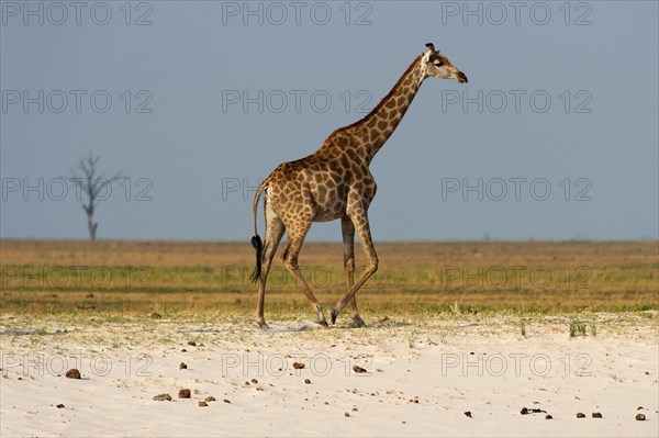 Angolan giraffe (Giraffa angolensis), animal, ungulate, travel, destination, safari, steppe, free-living, wilderness, sideways, whole, wilderness Chobe National Park, Botswana, Africa