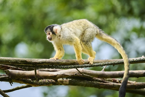 Black-capped squirrel monkey (Saimiri boliviensis) climbing in a tree, Germany, Europe