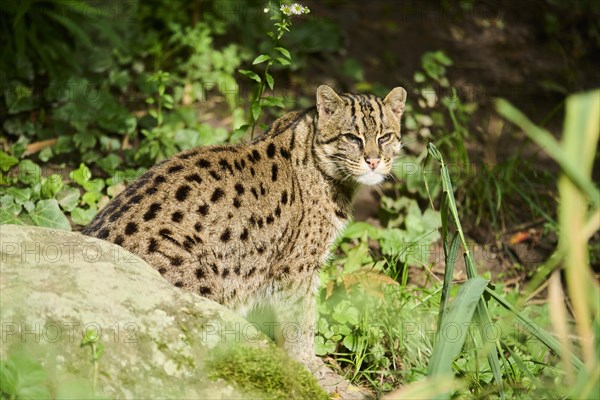 Fishing cat (Prionailurus viverrinus) sitting on the ground, Germany, Europe