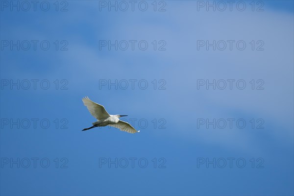 Little egret (Egretta garzetta) flying in the sky, Parc Naturel Regional de Camargue, France, Europe