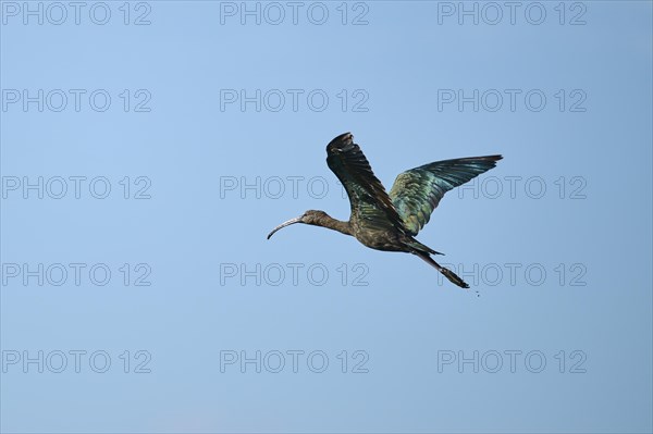 Glossy ibis (Plegadis falcinellus) flying in the sky, Parc Naturel Regional de Camargue, France, Europe