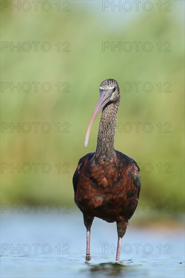 Glossy ibis (Plegadis falcinellus) walking in the water, hunting, Parc Naturel Regional de Camargue, France, Europe