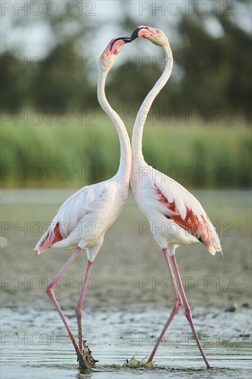 Greater Flamingo (Phoenicopterus roseus) arguing with each other, Parc Naturel Regional de Camargue, France, Europe