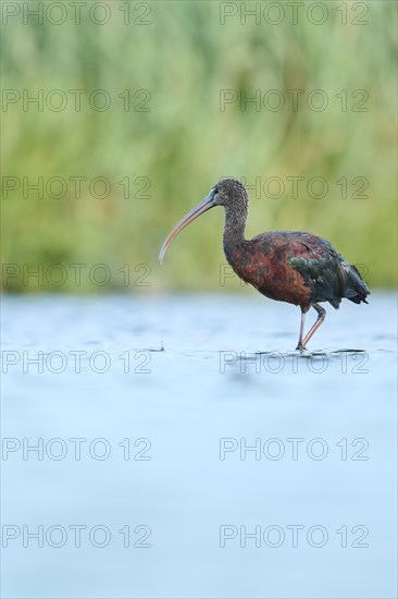 Glossy ibis (Plegadis falcinellus) walking in the water, hunting, Parc Naturel Regional de Camargue, France, Europe