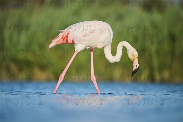 Greater Flamingo (Phoenicopterus roseus) walking in the water, Parc Naturel Regional de Camargue, France, Europe