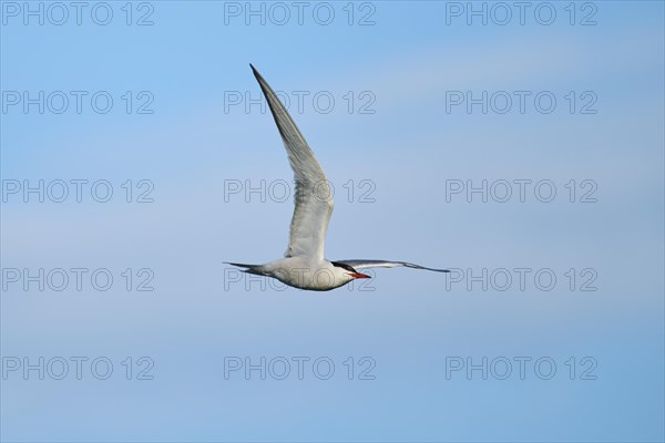 Elegant tern (Thalasseus elegans) flying in the sky, Parc Naturel Regional de Camargue, France, Europe