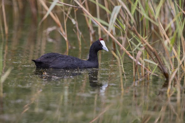 Red-knobbed coot (Fulica cristata), wetland near Alicante, Andalusia, Spain, Europe