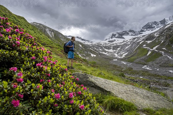 Mountaineers on a hiking trail between blooming alpine roses, view of the Schlegeisgrund valley, glaciated mountain peaks Hoher Weiszint and Dosso Largo with Schlegeiskees glacier, Berliner Hoehenweg, Zillertal, Tyrol, Austria, Europe