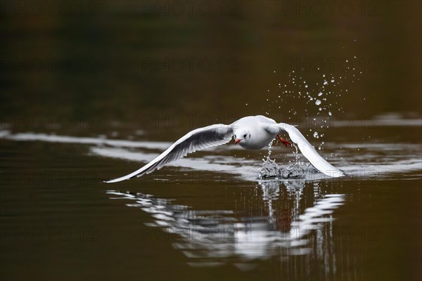 A black-headed gull in flight, Lake Kemnader, Ruhr area, North Rhine-Westphalia, Germany, Europe