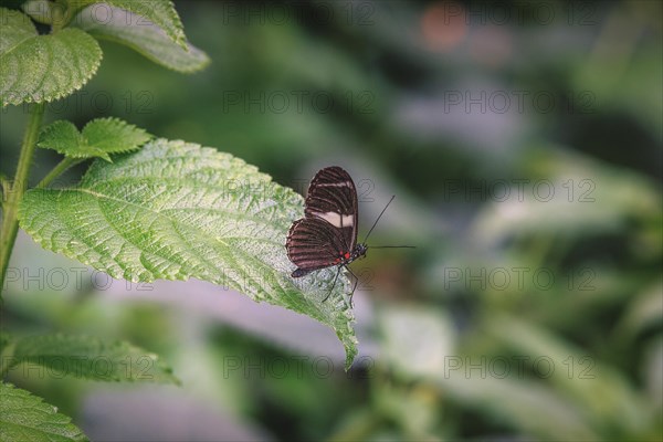 A dark butterfly with white and red details sits on a green leaf, Krefeld Zoo, Krefeld, North Rhine-Westphalia, Germany, Europe