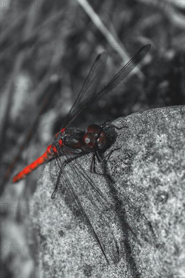 A red and black dragonfly sits on a grey stone in a black and white nature painting, Neandertal, North Rhine-Westphalia, Germany, Europe