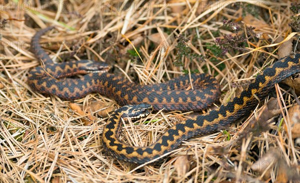 Two wild common european vipers (Vipera berus), brown adults, females, meet and crawl well camouflaged in the sun through grass, autumn leaves, pine needles (Pinus), and heather or common heather (Calluna vulgaris), Pietzmoor nature reserve, Lueneburg Heath, Lower Saxony, Germany, Europe