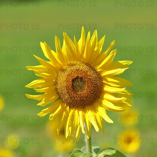 Sunflower (Helianthus annuus), flower in a sunflower field, Hesse, Germany, Europe