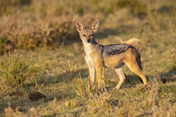 Black-backed jackal (Canis mesomeles) Masai Mara Kenya