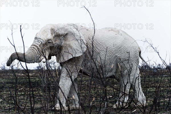 White African elephant (Loxodonta africana) in Etosha National Park, white from salt pan dust, animal, wild, free living, wilderness, safari, Namibia, South West Africa, Africa