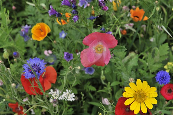 Colourful flower meadow, Schwaebisch Gmuend, Baden-Wuerttemberg, Germany, Europe