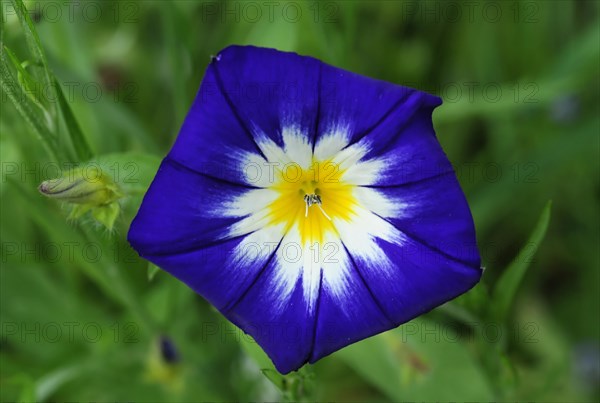 Tricoloured bindweed (Convolvulus tricolor) in a flower meadow, Schwaebisch Gmuend, Baden-Wuerttemberg, Germany, Europe