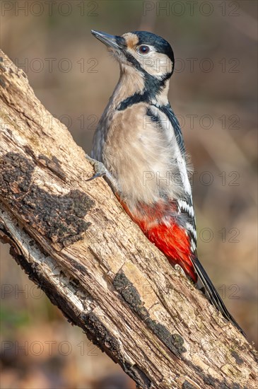 Great spotted woodpecker (Dendrocopos major) on a branch in the forest. Bas-Rhin, Alsace, Grand Est, France, Europe