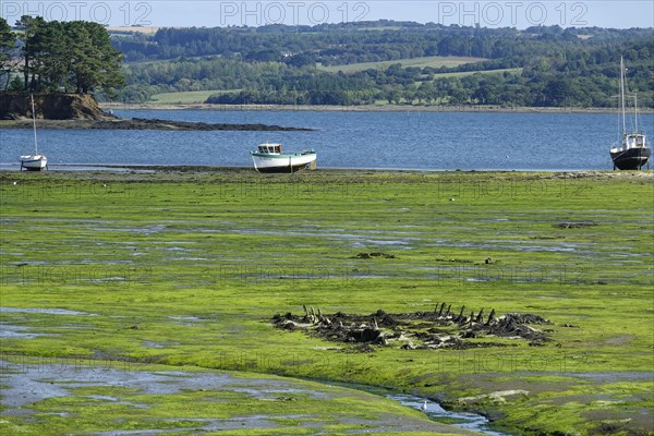 Greve de Tibidy at low tide, Hopital-Camfrout, Bay of Brest, Finistere Penn ar Bed, Bretagne Breizh, France, Europe