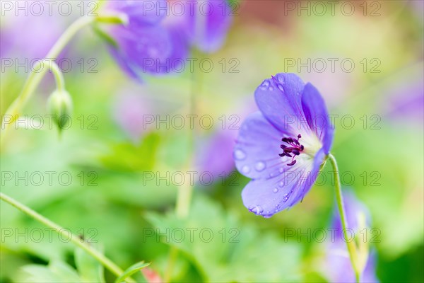 Cranesbill 'Rozanne' (Geranium wallichianum 'Rozanne'), close-up, macro shot of a purple flower with raindrops, dewdrops, water droplets on the petals, purple, blue, Saxony-Anhalt, Germany, Europe