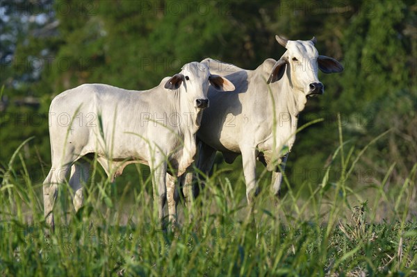Two white Zebu cows, Para state, Brazil, South America