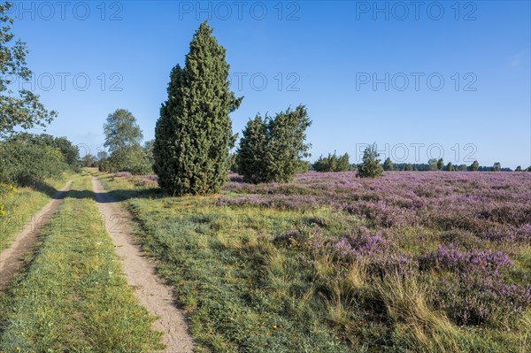 Path through heathland, flowering common heather (Calluna vulgaris) and birch (Betula), blue sky, Lueneburg Heath, Lower Saxony, Germany, Europe