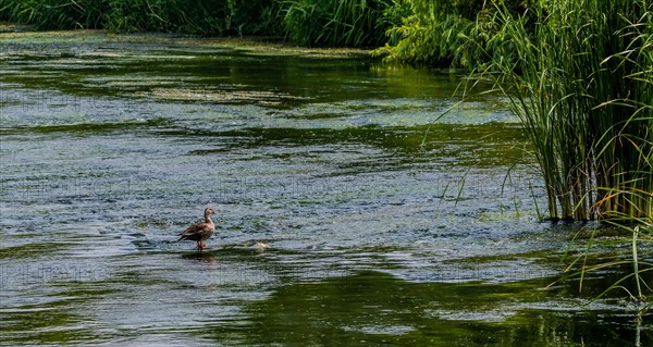 Single lone spot-billed duck standing in shallow water in a river