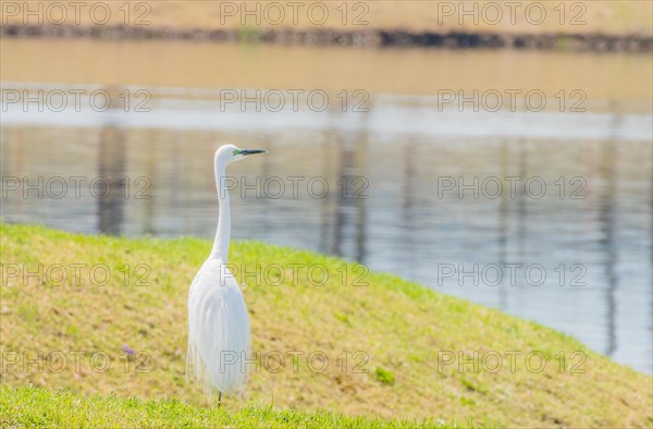 Snowy white egret standing on grassy shore of lake in South Korea