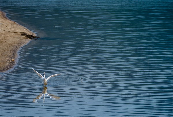 Snowy Egret standing in water near the shore of a lake with its wings outstretched