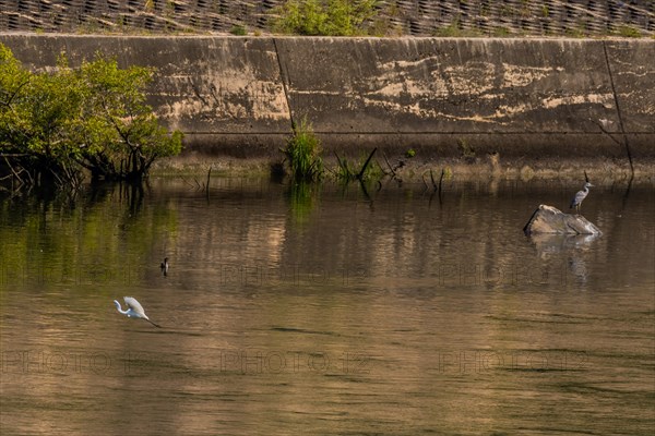 Egret flying near surface of river in front of cormorant and gray heron perched on boulder in front of concrete wall