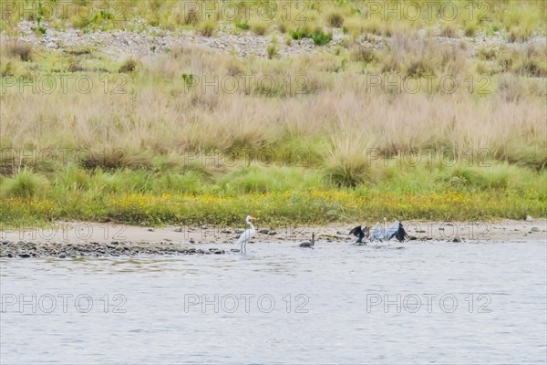 Little egret standing in shallow water with three adult cormorants nearby