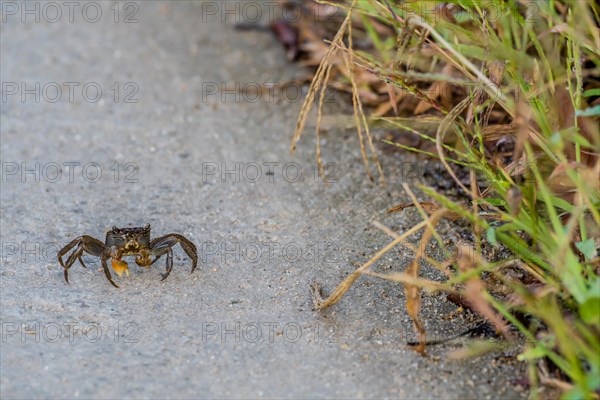 Closeup of crab walking on a paved road next to a grassy area as it watches the camera