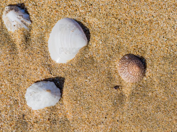 Collection of seashells laying in the sand on a beach