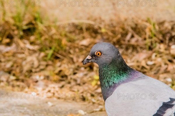 Extreme closeup of a pigeon with beautiful colors in a park looking for food
