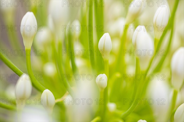 White flowers of an ornamental lily (Agapanthus), Capolieveri, Elba, Tuscan Archipelago, Tuscany, Italy, Europe