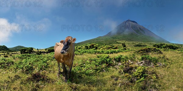 A cow in a meadow with the Pico volcano in the background, Highlands, Pico Island, Azores, Portugal, Europe