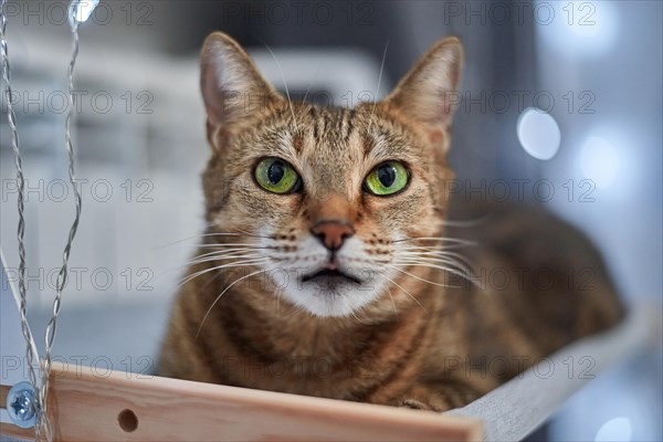 Image of a purebred Bengal cat lying on a hammock attached to a heater. Pet care concept. Mixed media